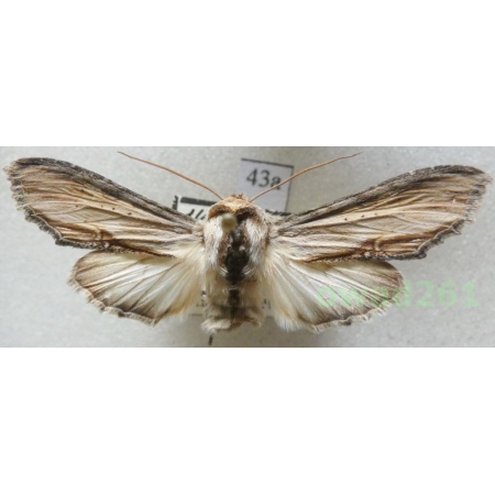 Cucullia lychnitis (Rambur, 1833) female Slovakia43a